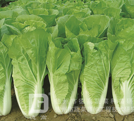 �~ɫ�S�G���-�L��5̖-��˷N��-�¸߷N�I(y��)