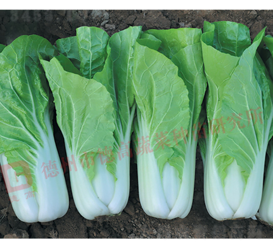 �ͺ��ͳ�޷���-����-��˷N��-�¸߷N�I(y��)