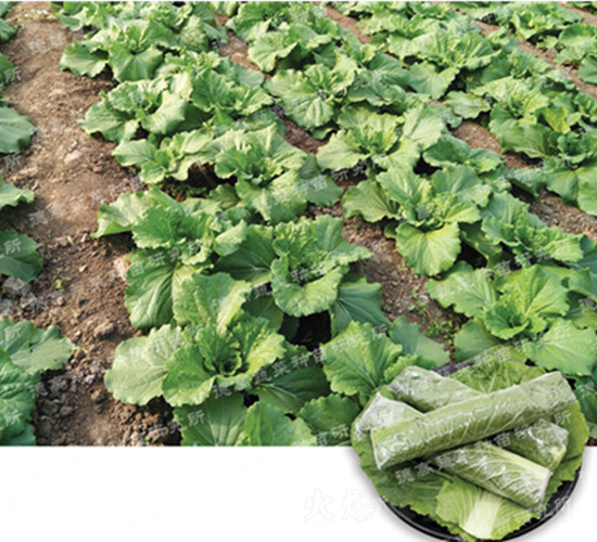 ��ײ�-�¸�ߨ�Ͳ�-��ײ˷N��-�¸߷N�I(y��)