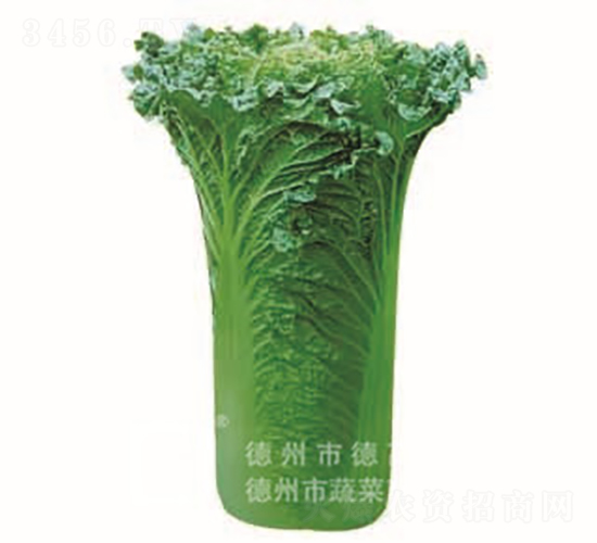 �����~�ײ�-���A60-��ײ˷N��-�¸߷N�I(y��)