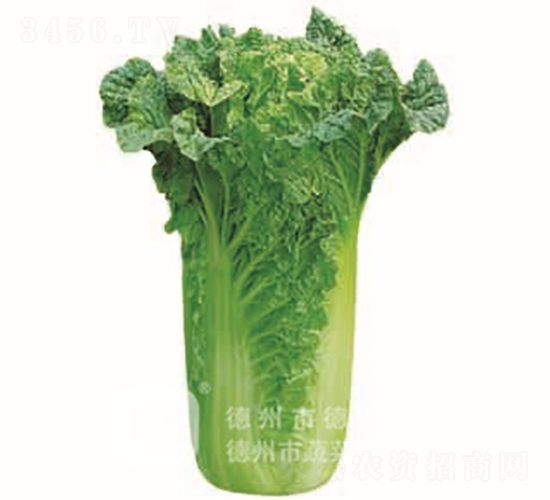 �����~�ײ�-���A45-��ײ˷N��-�¸߷N�I(y��)