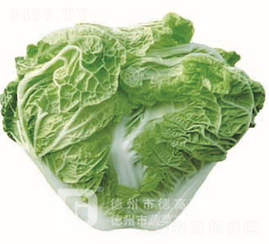 �＾�ײ�-С��65-��ײ˷N��-�¸߷N�I(y��)