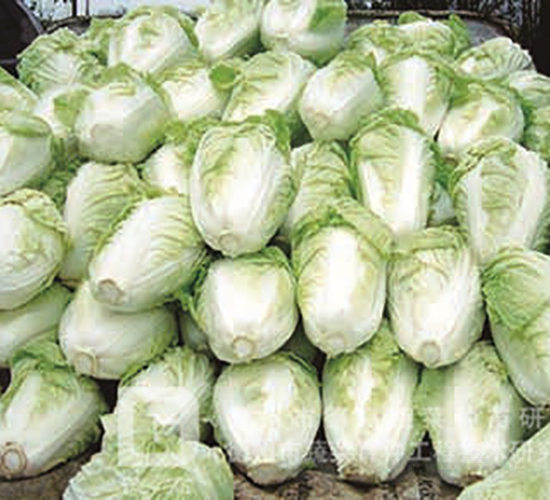 �ļ��͟�ײ�-�¸�16-��ײ˷N��-�¸߷N�I(y��)