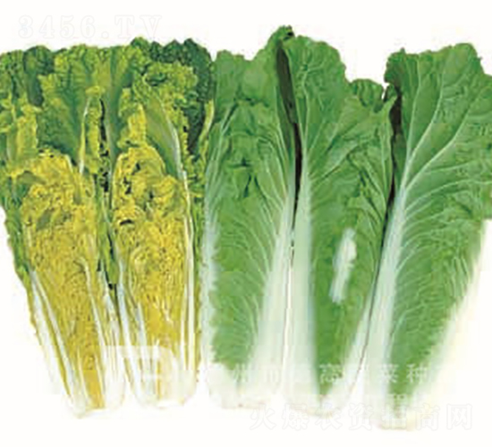 �F���t�ײ�-����1̖-��ײ˷N��-�¸߷N�I(y��)