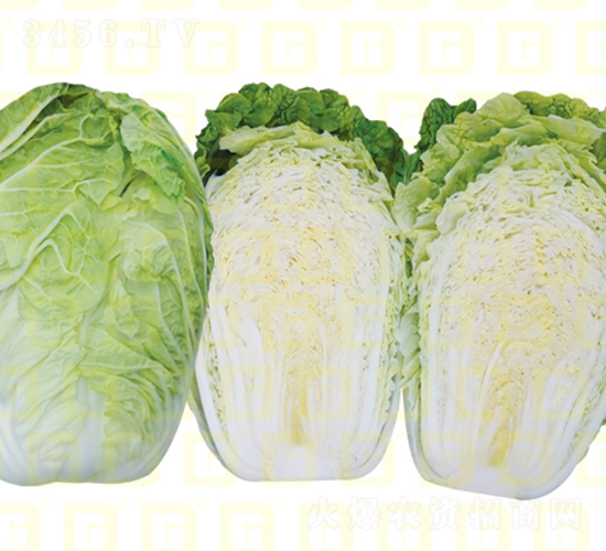 �����[���ļ��͟�ײ�-�¸�171�u�C��-��ײ˷N��-�¸߷N�I(y��)