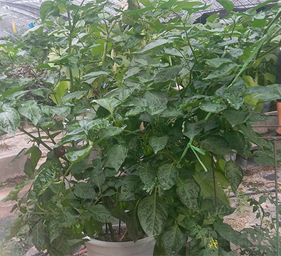 ������(sh��)-�����N��-����