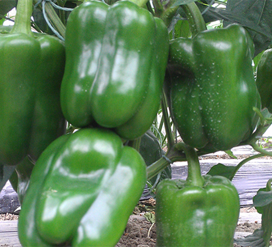 綠椒凱萊-辣椒種子-魯壽