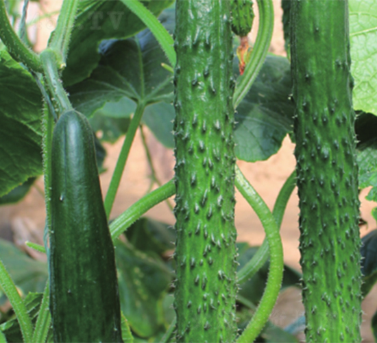 ��(qi��ng)��619-�S�ϷN��-����