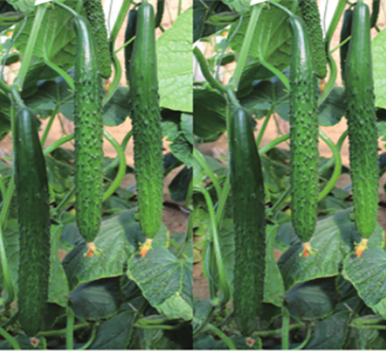 �G��816-�S�ϷN��-����