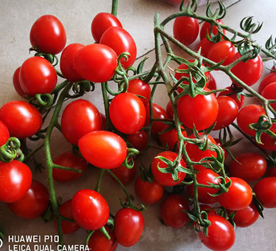 �t��ʯ-���ѷN��-����