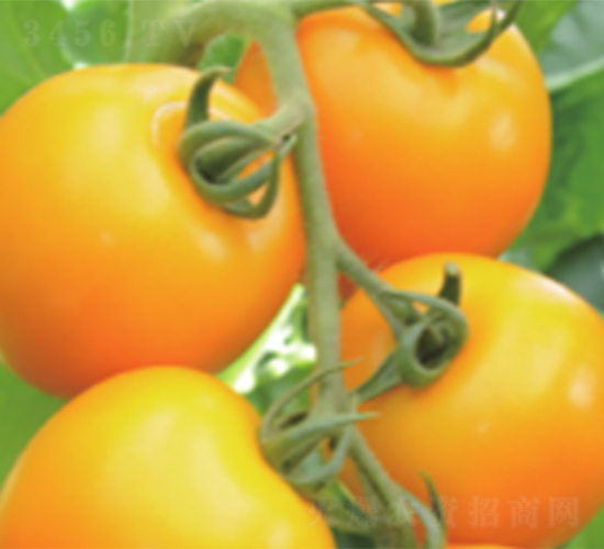 �S�_��6̖(h��o)-���ѷN��-����