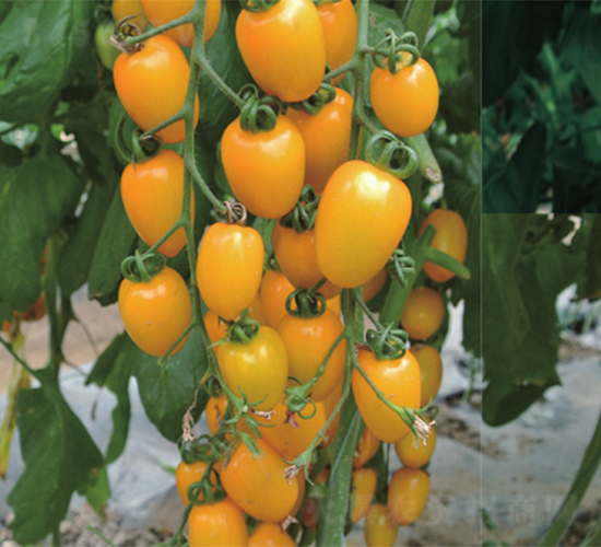 �S����-���ѷN��-����