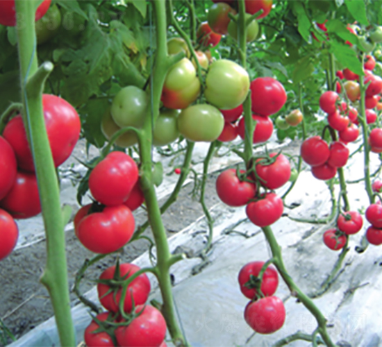 �����-���ѷN��-����