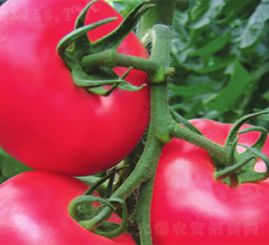 ����-���ѷN��-����