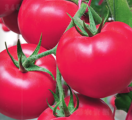 驕陽(yáng)-番茄種子-魯壽