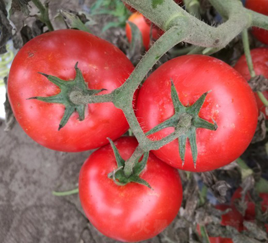 CNUS501F1-�������L���ѷN��-�A���N��