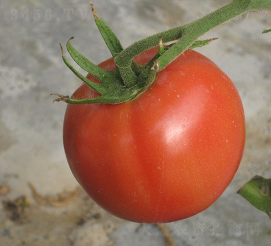 CNUS905F1-�������L���ѷN��-�A���N��