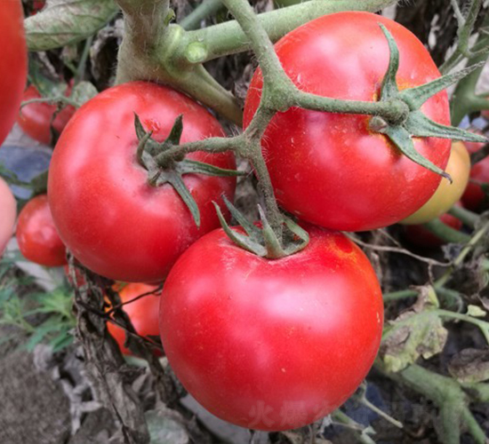 Early-WHXF1-�������L���ѷN��-�A���N��