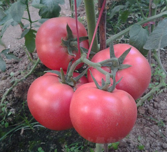 CNUS1617-45��POLLY��-�������L(zh��ng)���ѷN��-�A���N��