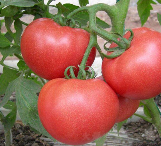 CNUS1617-21-�������L(zh��ng)���ѷN��-�A���N��