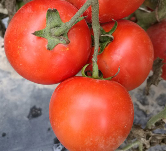 CNUS1617-15-�������L���ѷN��-�A���N��