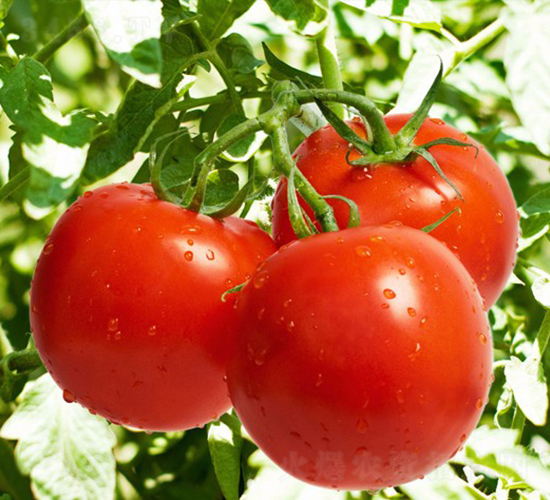 CNUS1702-�������L���ѷN��-�A���N��