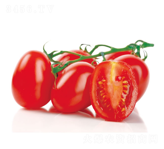 ��˹-ʥŮ���N��-�c�l(f��)��ʢ