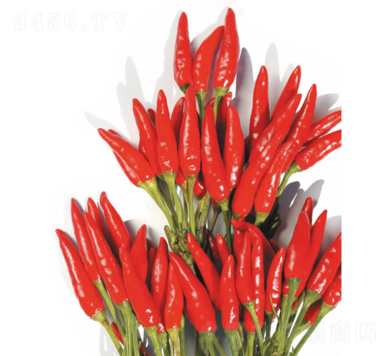 火箭1號-朝天椒種子-慶發(fā)禾盛