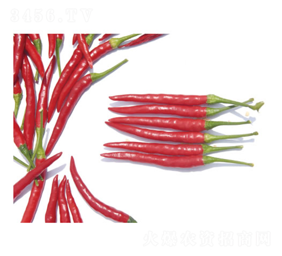 火箭3號-辣椒種子-慶發(fā)禾盛
