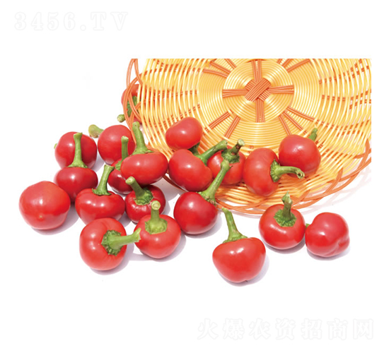 火箭2號(hào)-朝天椒種子-慶發(fā)禾盛