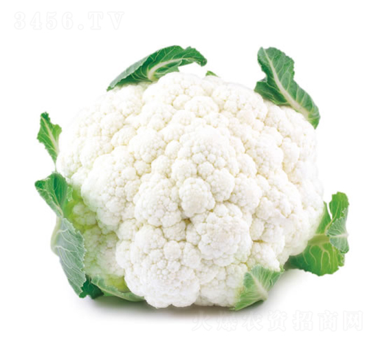 �c��55��-��Ҭ�˷N��-�c�l(f��)��ʢ