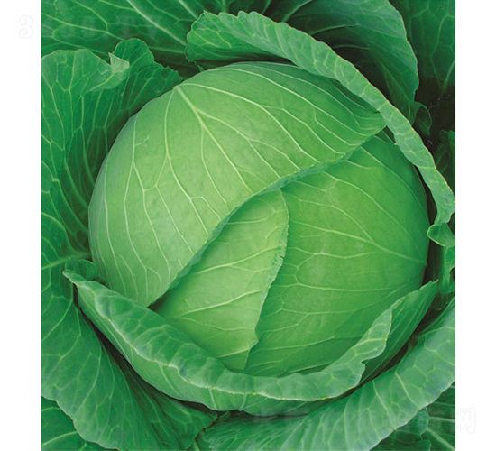 �c��75��-���{�N��-�c�l(f��)��ʢ