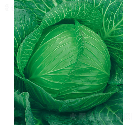 �c��65��-���{�N��-�c�l(f��)��ʢ