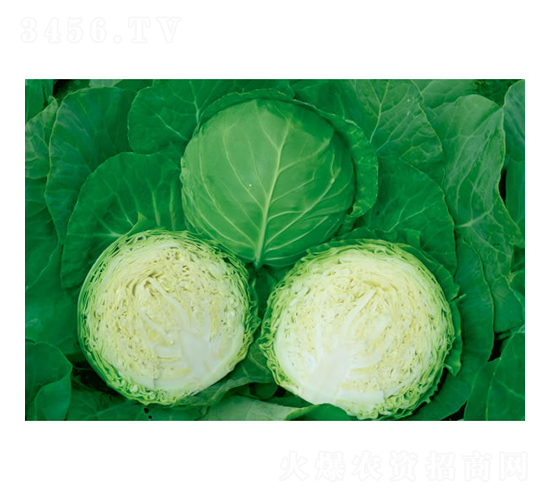 �Č�-���{(l��n)�N��-�c�l(f��)��ʢ