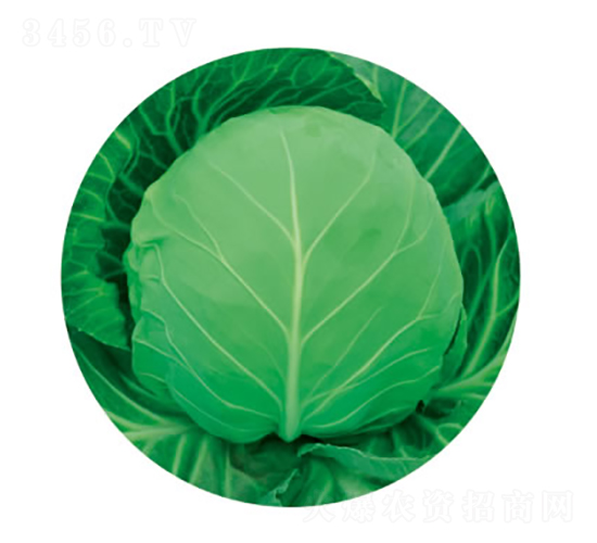 �c��50��-���{(l��n)�N��-�c�l(f��)��ʢ