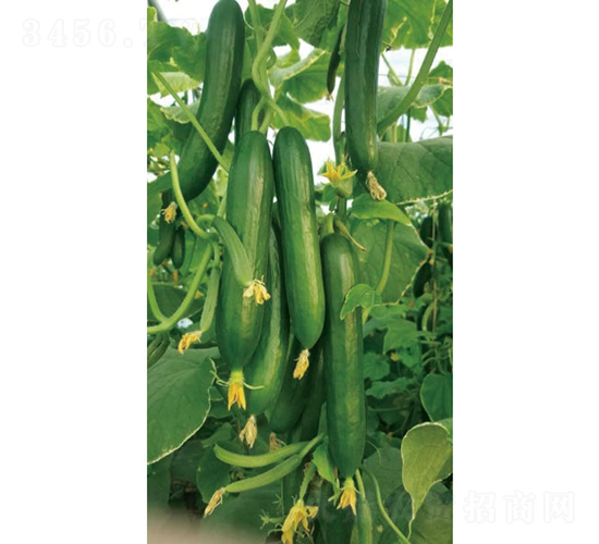 �c�n1814-�S�ϷN��-�c�l(f��)��ʢ