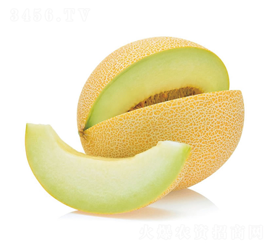 沙特王子-甜瓜種子-慶發(fā)禾盛