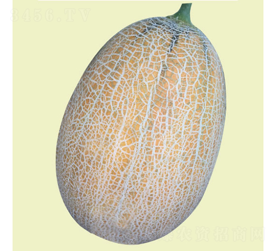 維納斯-甜瓜種子-慶發(fā)禾盛