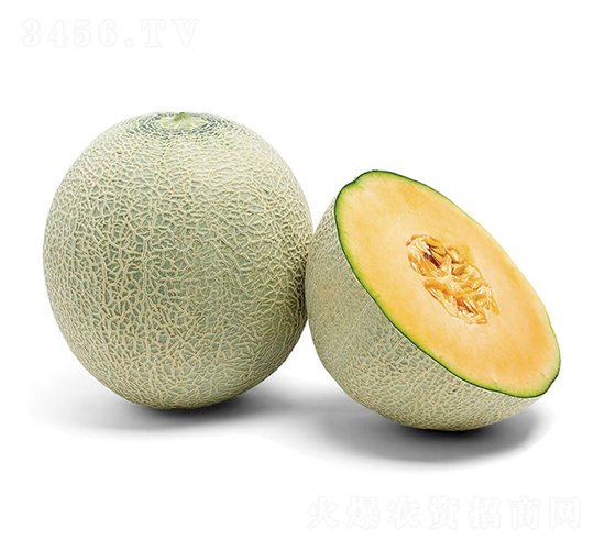 佳美-甜瓜種子-慶發(fā)禾盛