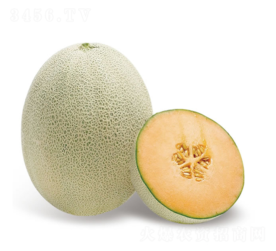 天驕-甜瓜種子-慶發(fā)禾盛