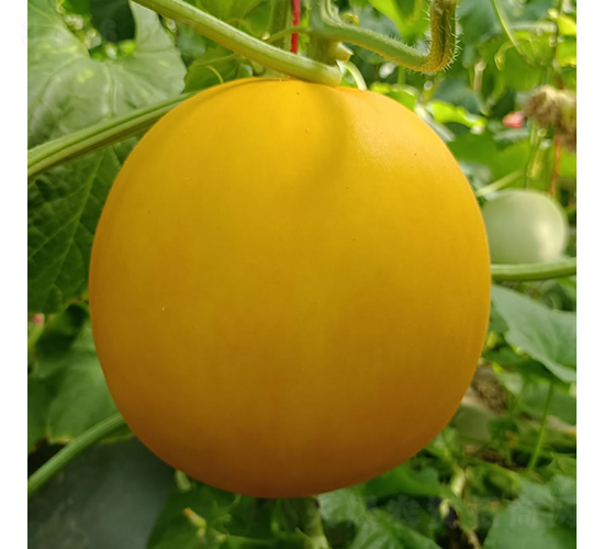 紅莎蜜-甜瓜種子-慶發(fā)禾盛