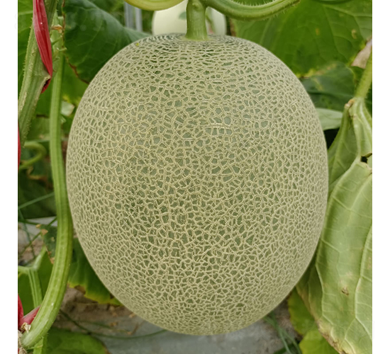 綠蜜-甜瓜種子-慶發(fā)禾盛