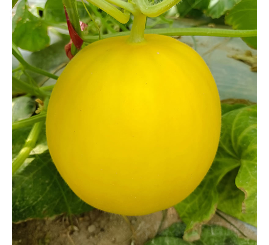 蜜貝-甜瓜種子-慶發(fā)禾盛