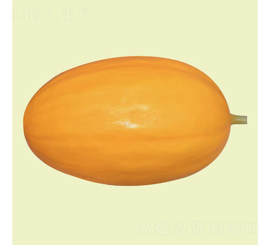 金麗2號(hào)-甜瓜種子-慶發(fā)禾盛