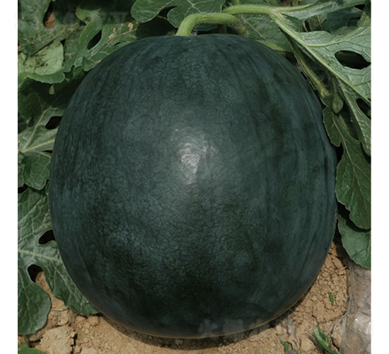 慶黑1號-西瓜種子-慶發(fā)禾盛