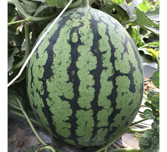 慶彩1號-西瓜種子-慶發(fā)禾盛