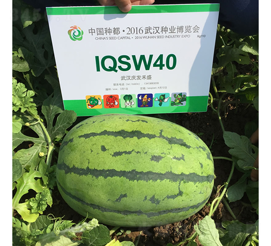 慶龍3號-西瓜種子-慶發(fā)禾盛