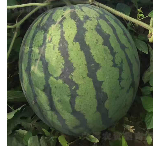 慶秀-西瓜種子-慶發(fā)禾盛