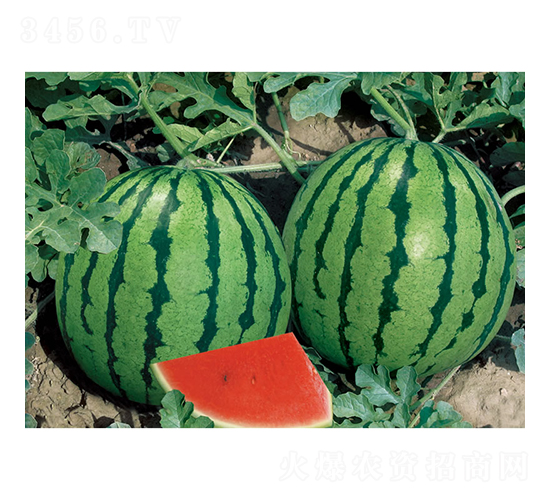 ����-���ϷN��-�c�l(f��)��ʢ