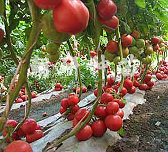 ����ʥ��-���ѷN��-���зN��